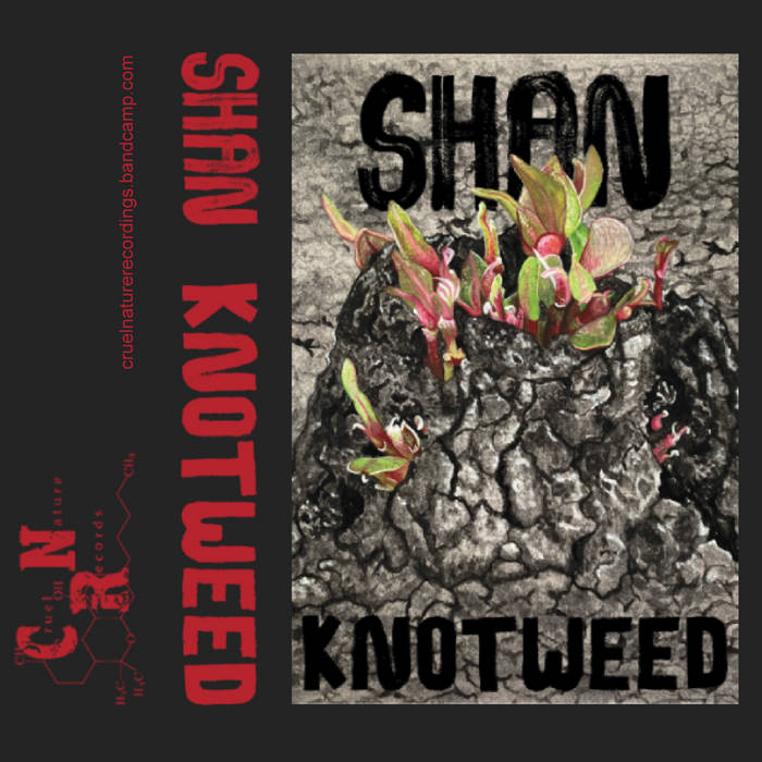 SHAN - Knotweed cover 