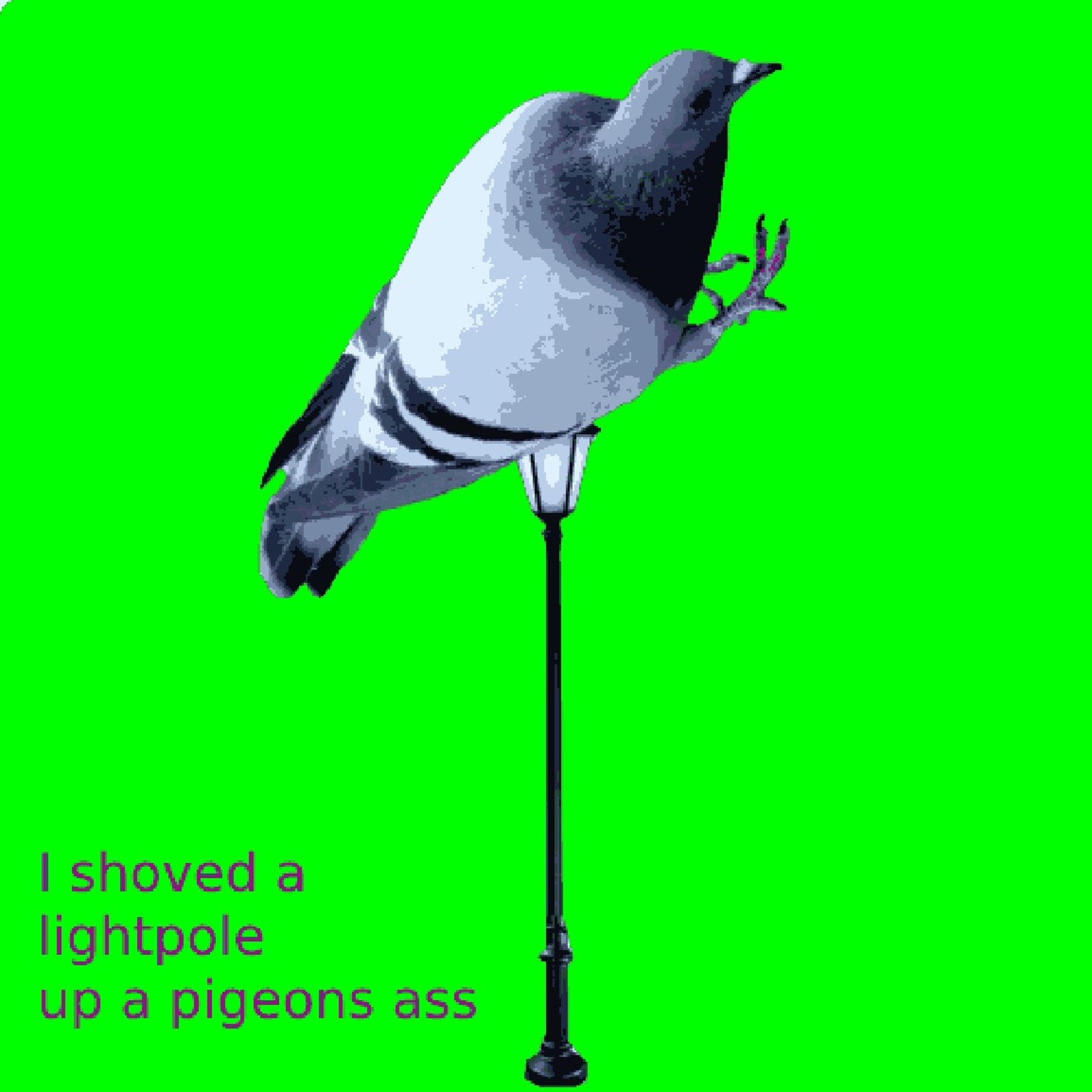 SHMÆGGERT - I Shoved A Lightpole Up A Pigeons Ass cover 