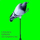 SHMÆGGERT I Shoved A Lightpole Up A Pigeons Ass album cover